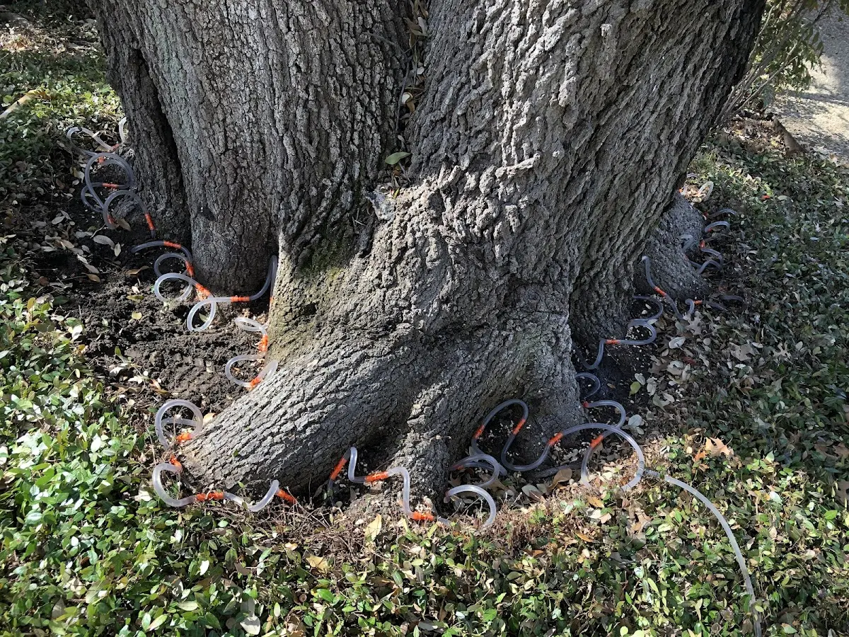 Detailed Tree Cabling and Bracing job site in North Hollywood