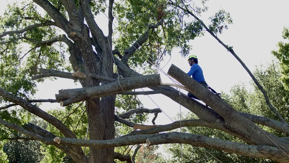 Professional Crown Thinning performed by certified arborists in North Hollywood