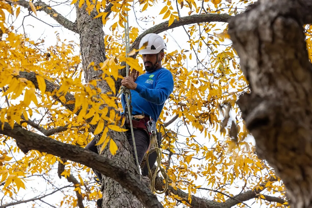 Skilled Storm Damage Cleanup crew working in North Hollywood