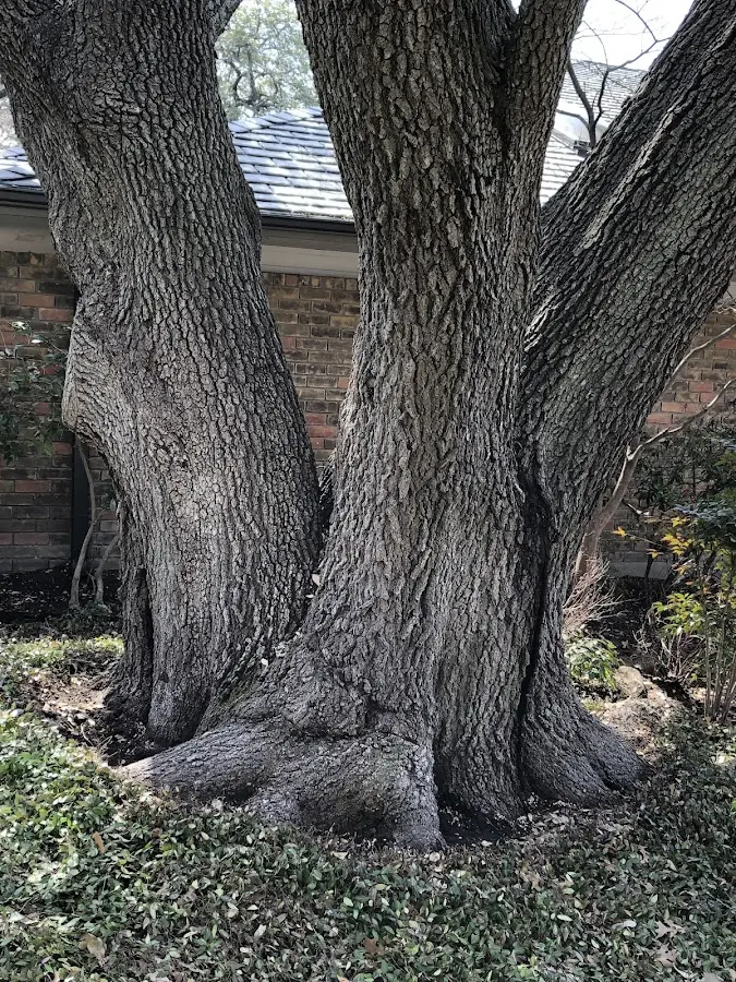 Mature heritage tree close to a North Hollywood property cared for by certified arborists
